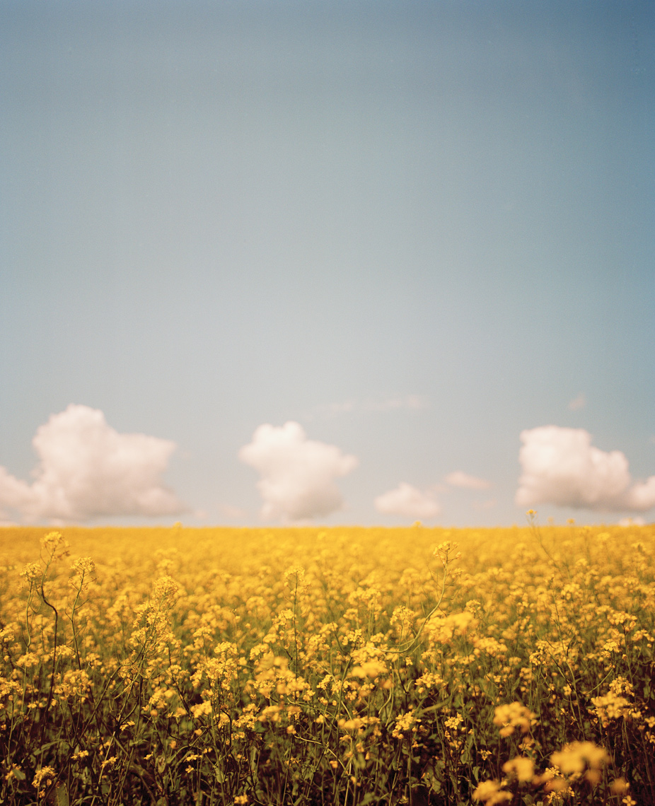 yellow_field.jpg
